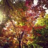秋真っ盛り！いつものお散歩コースも絶賛紅葉中。