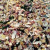 秋も終盤。落ち葉の絨毯の季節です。